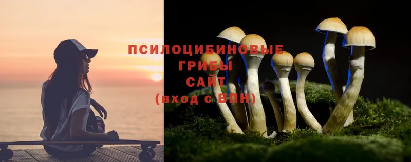 Псилоцибиновые грибы Psilocybe  продажа наркотиков  Борзя 